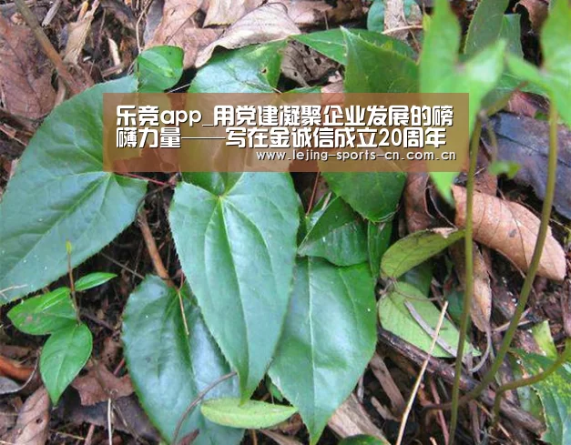 乐竞app_用党建凝聚企业发展的磅礴力量——写在金诚信成立20周年之际(图1) 乐竞首页